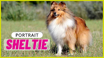 Sind Shelties für Anfänger geeignet?