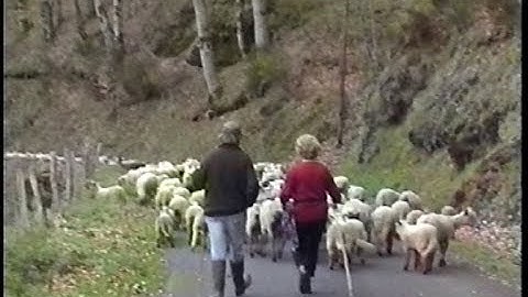 Mon beau Cantal N° 143 la transhumance des moutons du Docteur Maurs St Cirgues de Jordanne mai 2001