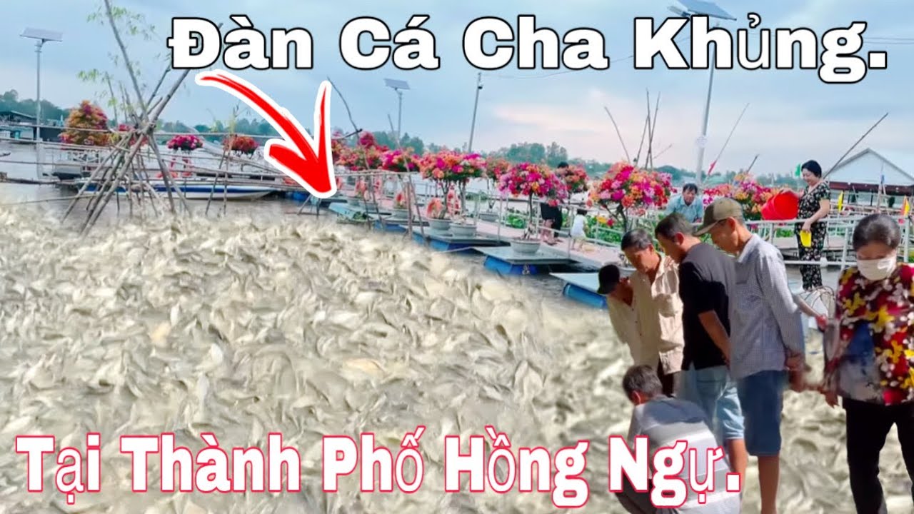 Đàn Cá Cha Khủng