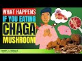 Chaga Mushroom Benefits 6 SECRET Health Benefits Of Chaga Mushroom