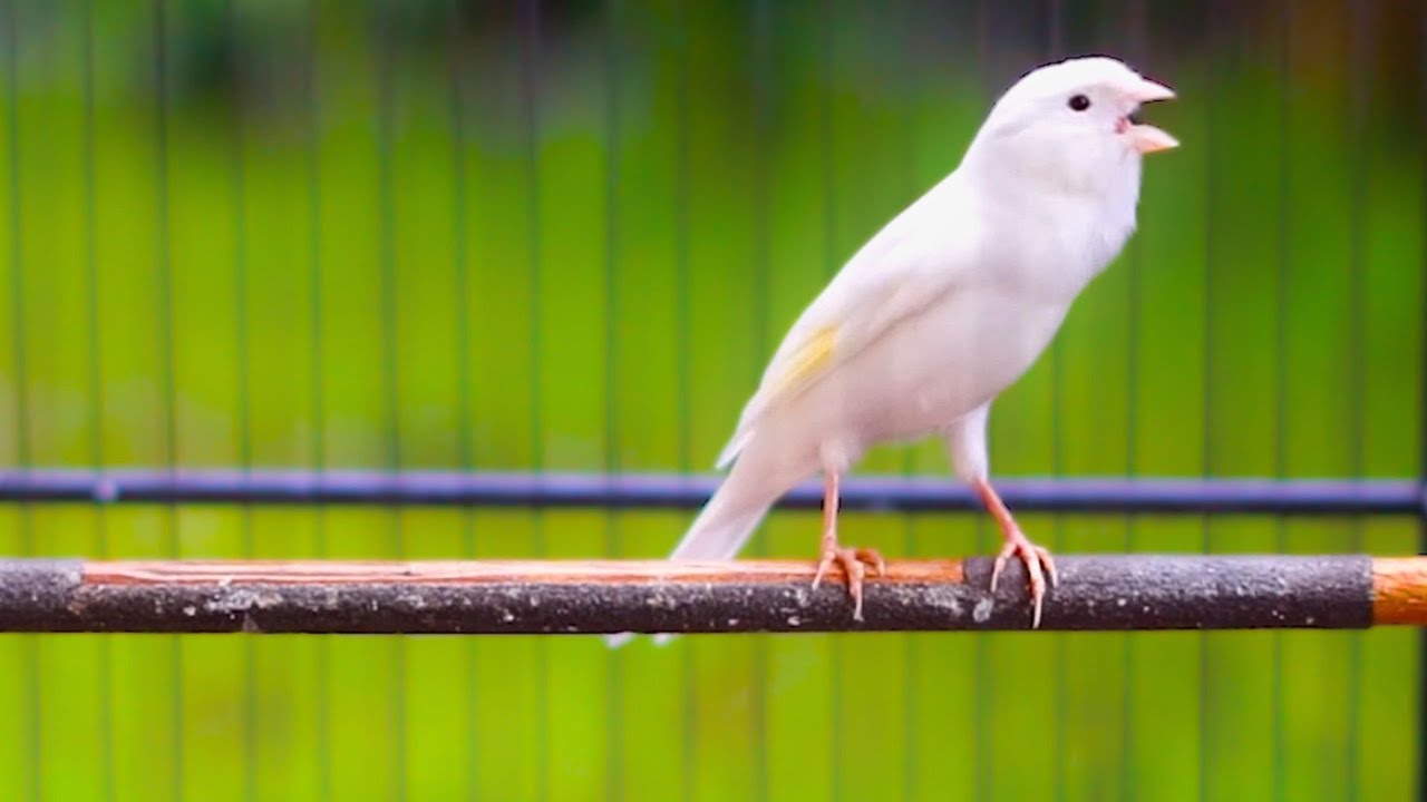 PANCINGAN Kenari GACOR PANJANG Cuit CUIT EMOSI ini AMPUH utk MASTERAN Kenari PAUD belajar BUNYI |445