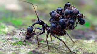 A Corpse Carrying Insect  Animal of the Week