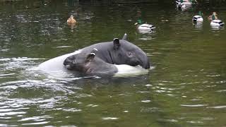 Tapirs In De Zoo Van Antwerpen Op 02 Februari 2020