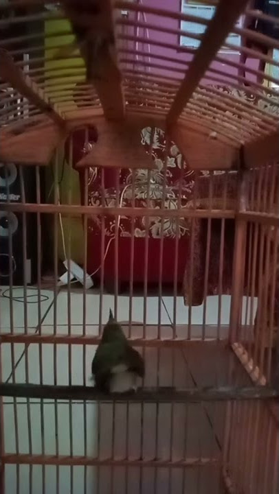 suara prenjak lumut betina