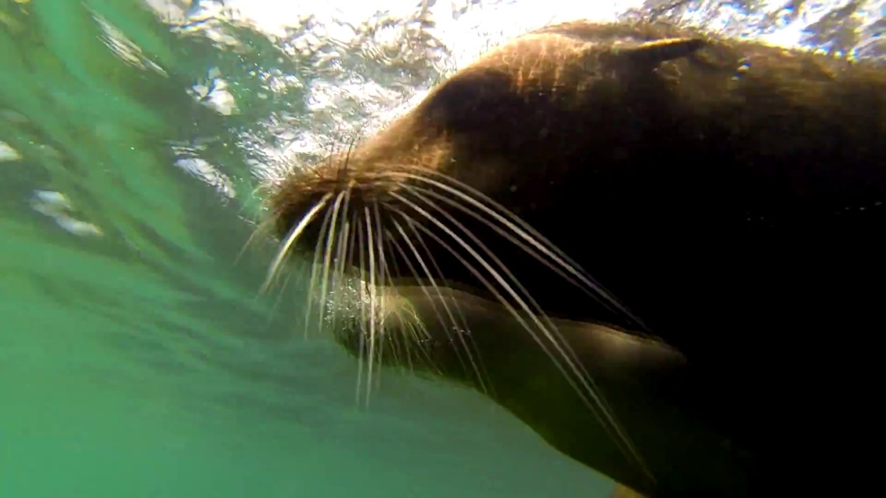 wildlife videos of animals download Swimming with Galapagos Sea lions שחיה עם אריות ים בגלגפגוס