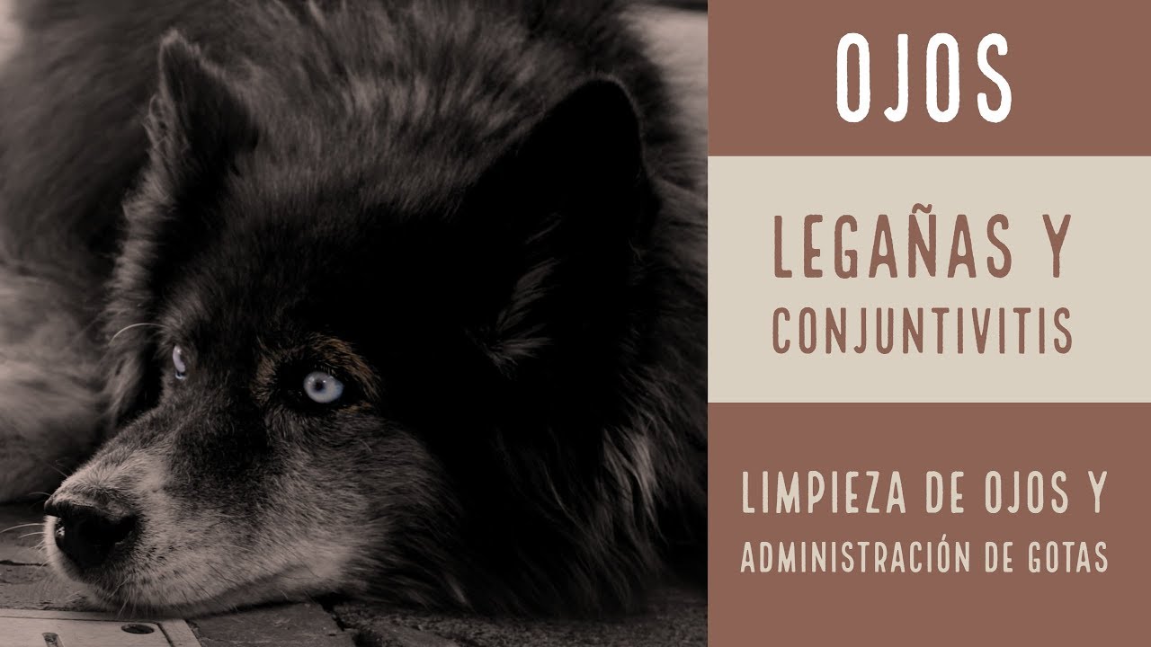 gotas oftalmicas.para.perros con lagañas
