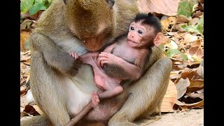 Mommy Monkey Becomes So Polite And Gentle To Her Newborn Baby Girl And Never Mean To Her