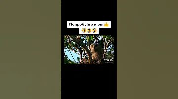 Совы! Покачивание головой)