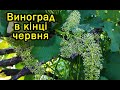 Виноград в кінці червня. Виноград 2020