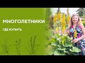 Где Купить Многолетние Цветы Цветущие Все Лето | МНОГОЛЕТНИЕ ЦВЕТЫ 2021 | Контрольная закупка #4