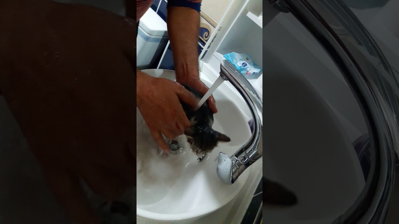 Yavru kedi banyosu YouTube