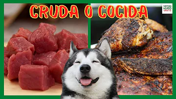 ¿Cuál es la carne que no se debe dar de comer a los perros?