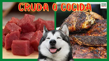 ¿Cuál es la mejor carne para alimentar a los perros?