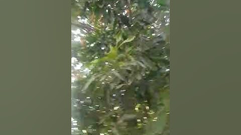 Tersus GNSS Oscar Under canopy Test