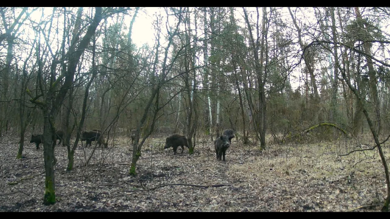 Vadkamera Pótharaszti erdő 2026 02