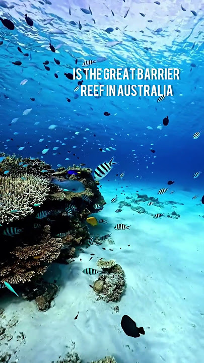 The Great Barrier Reef You Can See From Space! 🌍🐠
