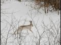 Первая пороша. Открытие сезона по зайцу и лисе с русской пегой гончей