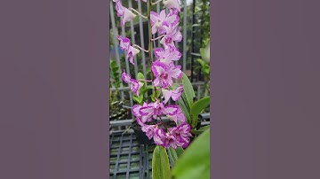 em Chúc cả nhà một buổi tối chủ nhật vui vẻ nhé