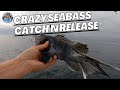 Crazy fishing of black seabass catch and release  mode