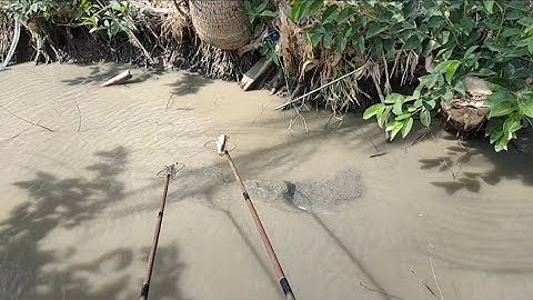 đem máy 16d kích cá ao gần nhà rô phi nổi như cá trắng.