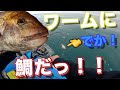 冬の真鯛＆太刀魚！SLJとワームで狙う！時化後の大荒れから一転、まさかのベタ凪・・・・