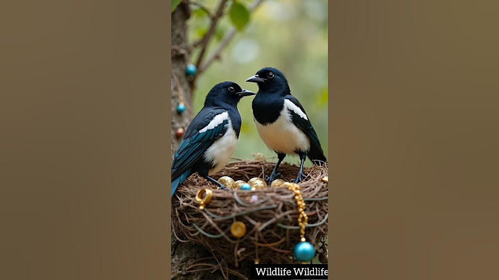 "Magpies Build a Nest Full of Jewelry! Nature’s Little Thieves?"
