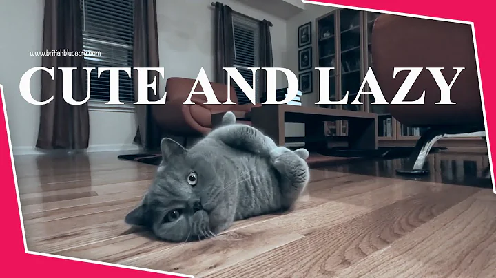 Watch the video about Cat Watching TV Funny | Cute and Lazy British Shorthair Cat Watching Hockey Game Too Funny Too Cute