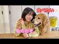 見えるイチゴは全て自分が食べられると信じている大型犬クッキー【ゴールデンレトリバーとミニチュアダックスフンド】