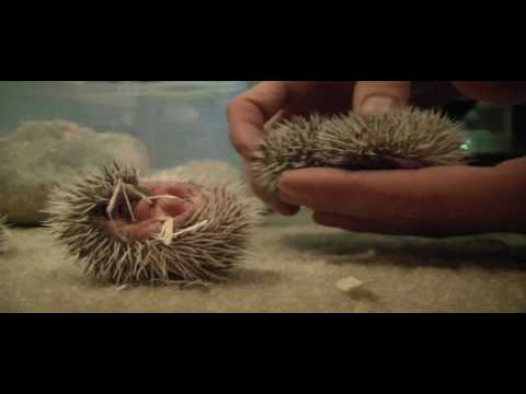 1 week old African Pygmy Hedgehogs