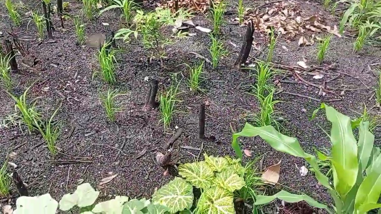 dia de capina no roçado 