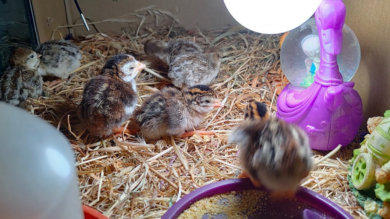 اول يوم لفقس  الفرعوني والحجل وكيف نتعامل مع القشر والحراره بعد الفقس شو نقدم للطير معلمومات عامه 👍