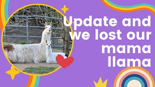 Update we lost our mama llama