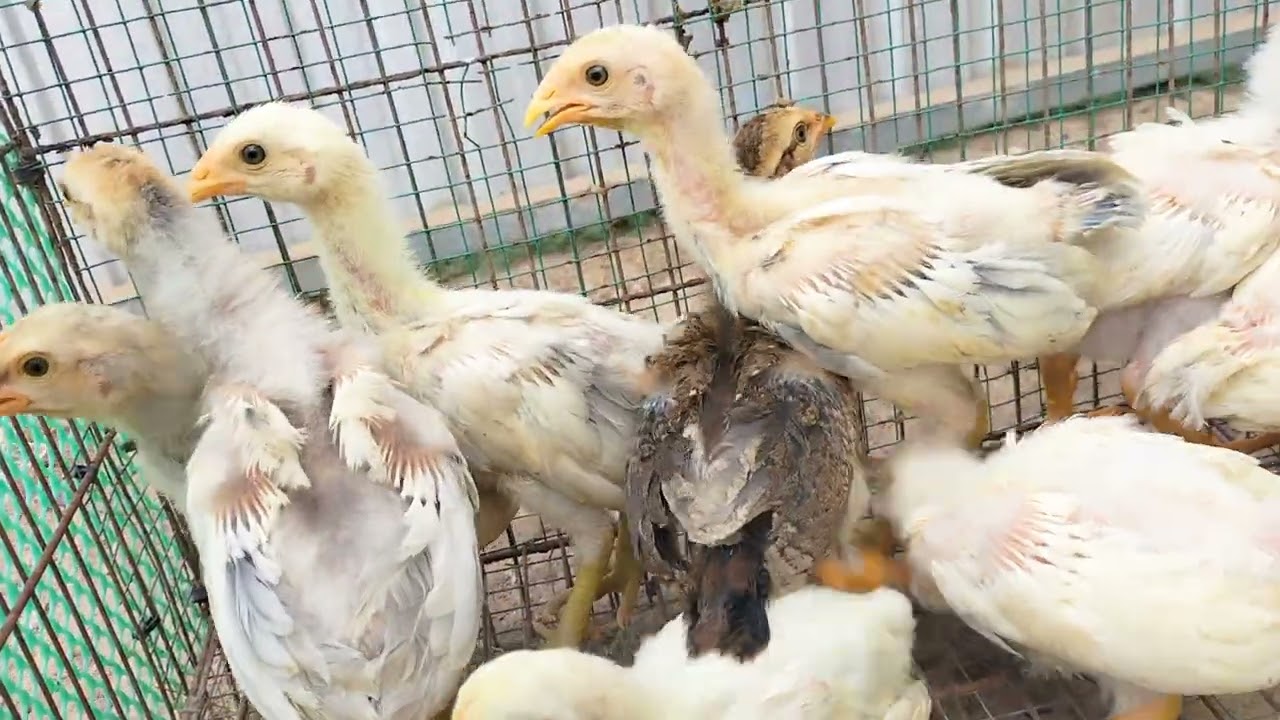 Chuẩn bị mùng 9 tết giao về cho khách Tiền Giang. Lh@911√√*511√√