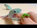 カエルの指輪を買ったのでカエルに自慢してみた結果… White's tree frog