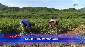 ĐAKRÔNG: HIỆU QUẢ CAO TỪ CÂY LẠC ĐEN | Truyền Hình Quảng Trị