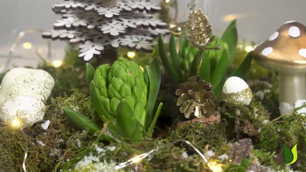 DIY : faire un terrarium de Noël avec des jacinthes - Truffaut - thptnganamst.edu.vn