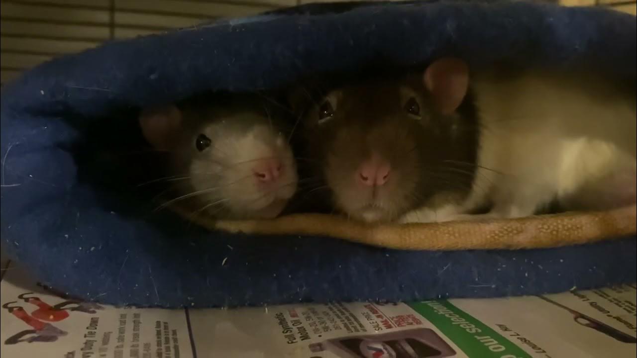 Pet rat winks at you YouTube