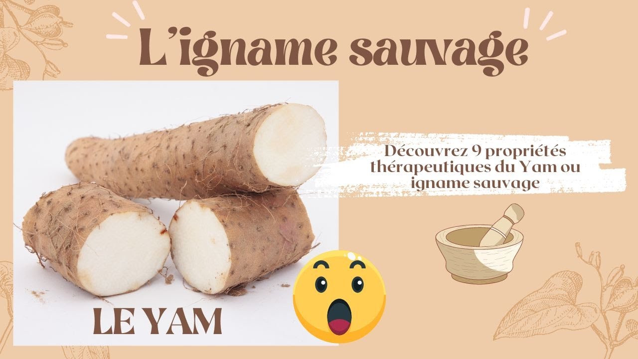 Tout ce que vous devez savoir sur le YAM ou IGNAME SAUVAGE - YouTube