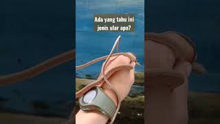 Ada Yang Tahu Ini Jenis Ular Apa?