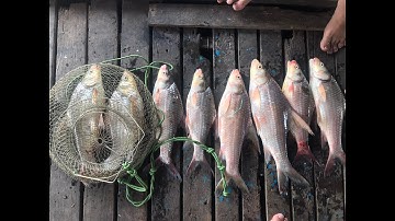 Câu đêm và bão câu cá cóc | Nam Phan Vlogs