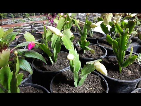Видео: Родината на декабриста: произходът на стайното растение. В коя държава се е появил зигокактусът?