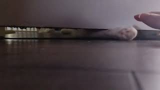 Kitty Paws Under the Door