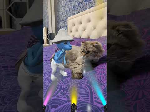 Видео: Smurf Cat and just a Cat! #smurfcat #bluecat #шайлушай