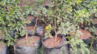 Citrus Kinnu fruit plants in Polybags 2 year's Old