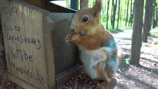 Про милую белку / About the cute squirrel