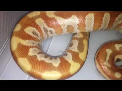 Deadpool Shed out.