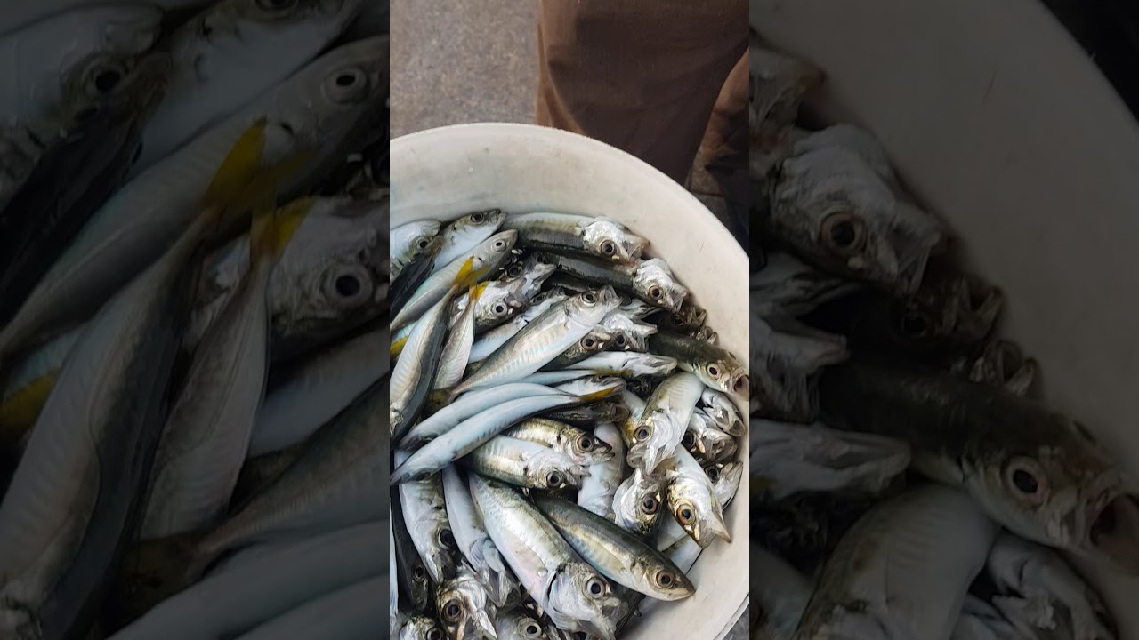 Canlı balık - YouTube