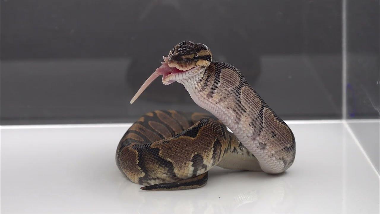 Python Eats Live Rodent - Warning Live Feeding - YouTube
