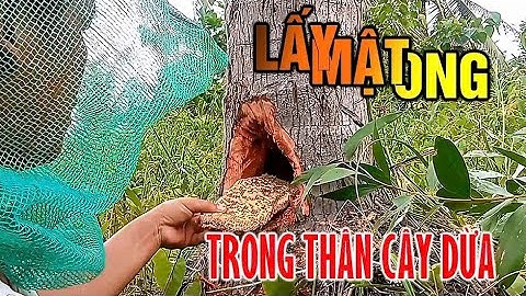 Lấy Mật Ong Trong Thân Cây Dừa Còn Sống | Rất Dễ Bị Ong Đốt #bee #ongmat