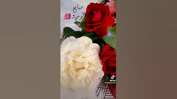 ياصباح الورد كلو حالات واتس اب حالات الصباح 